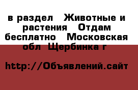  в раздел : Животные и растения » Отдам бесплатно . Московская обл.,Щербинка г.
